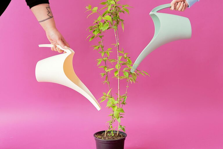 Essential Tips for Keeping Houseplants Healthy and Thriving